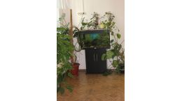 Уголок природы